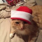 Cat wearing christmas hat